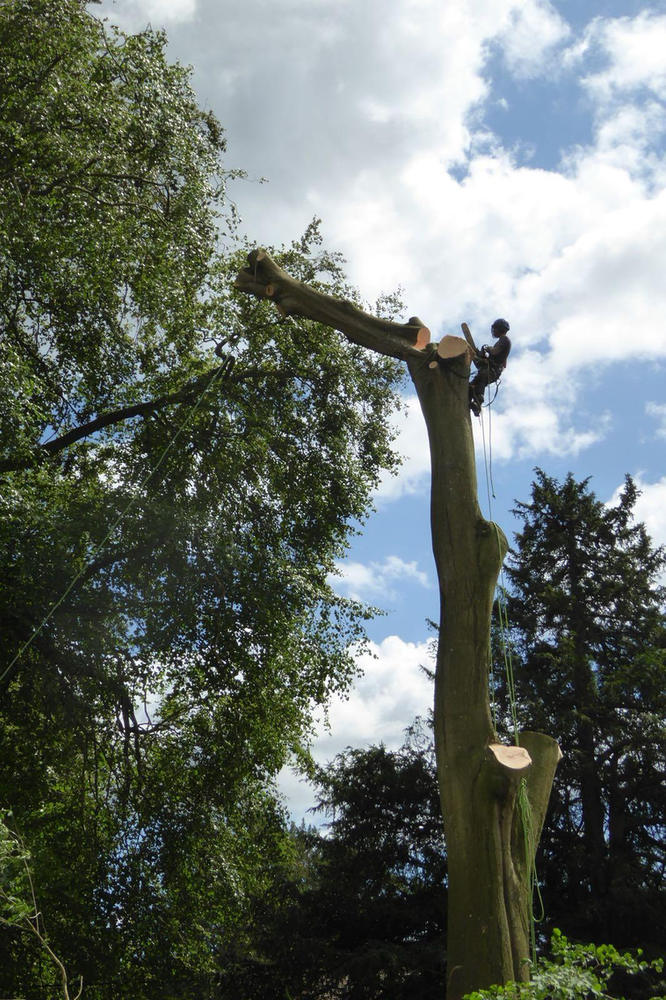 An ADF climber sectioning down a large beech beside a house
