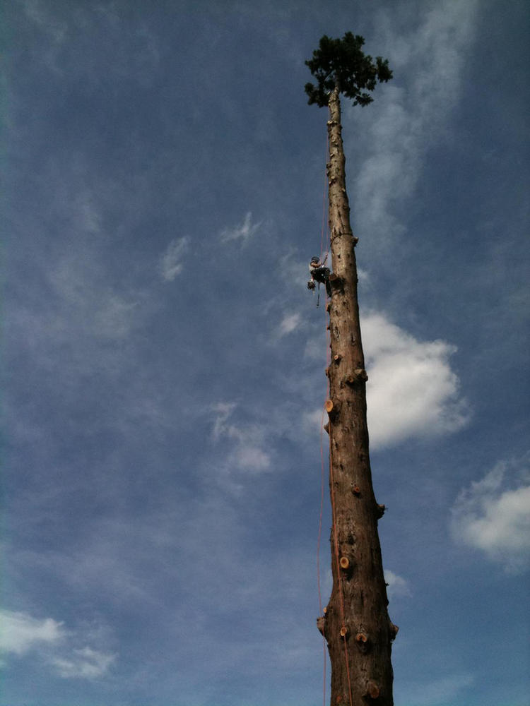 A climber high on a stripped conifer spar against a blue sky