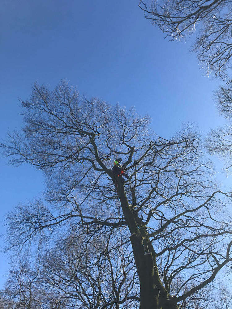 Looking up the trunk of a large beech to an ADF climber working in the crown