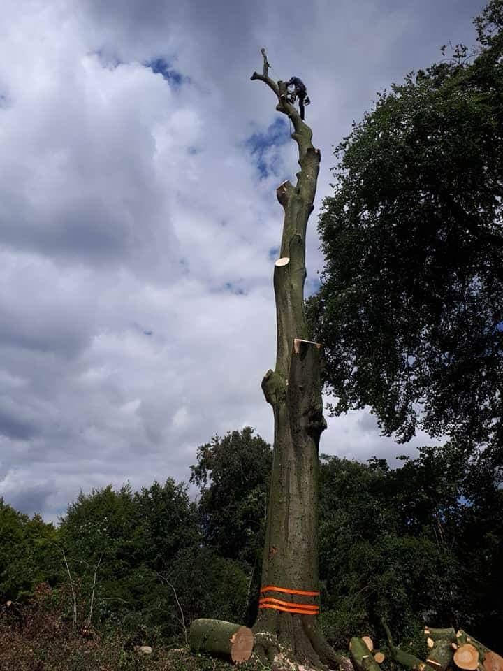 A tall trunk left standing as a wildlife monolith with orange rigging bands