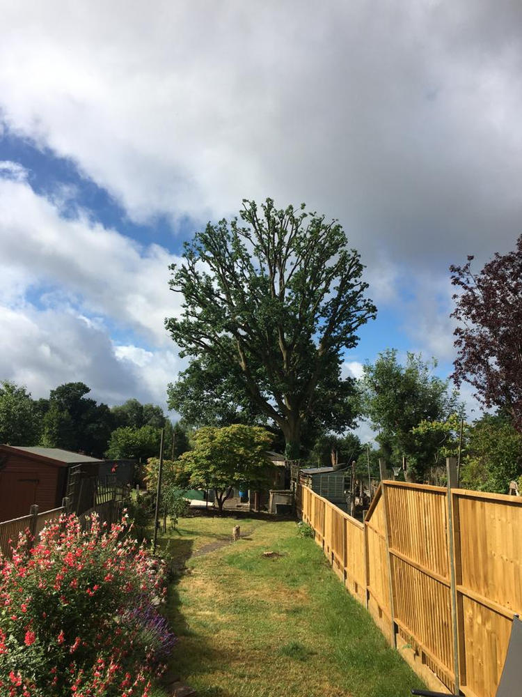 A suburban garden with a mature oak visibly reduced and reshaped