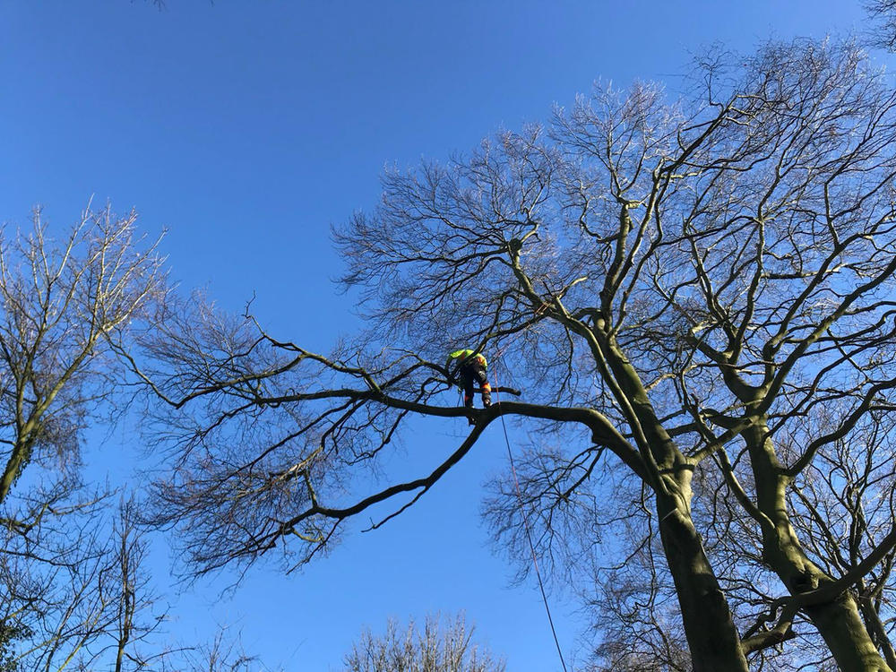 An ADF climber roped out along a high beech limb against a clear winter sky