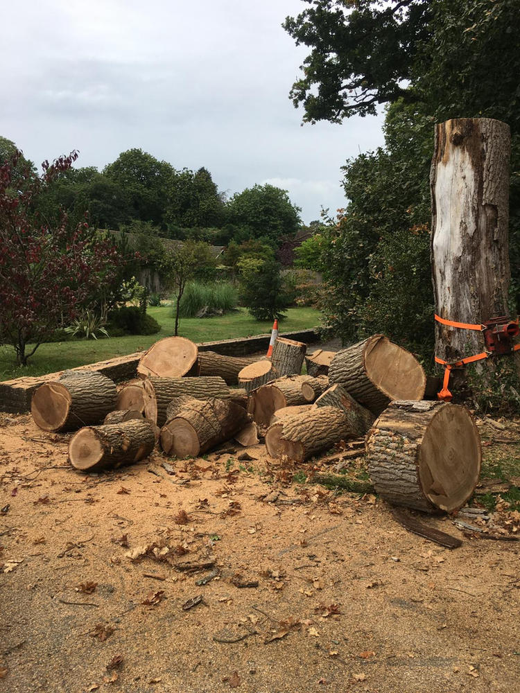 Large oak rounds stacked on a gravel drive after a fell