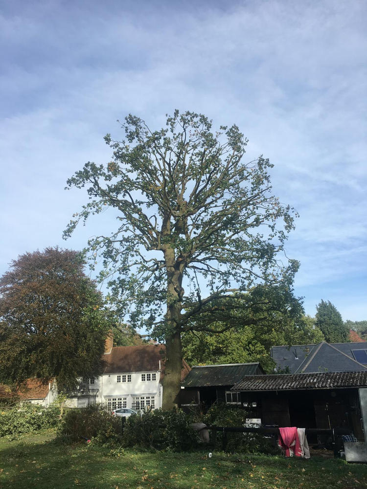 A large oak beside a white cottage, freshly reduced in autumn light