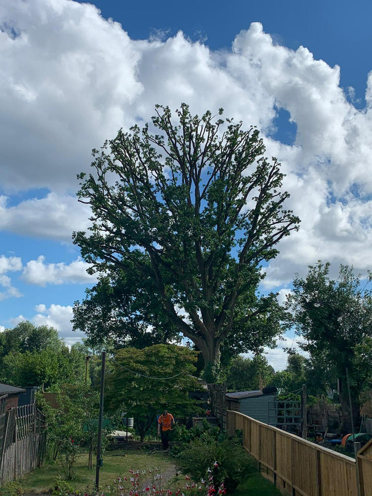 A mature oak after a careful crown reduction, still in natural shape