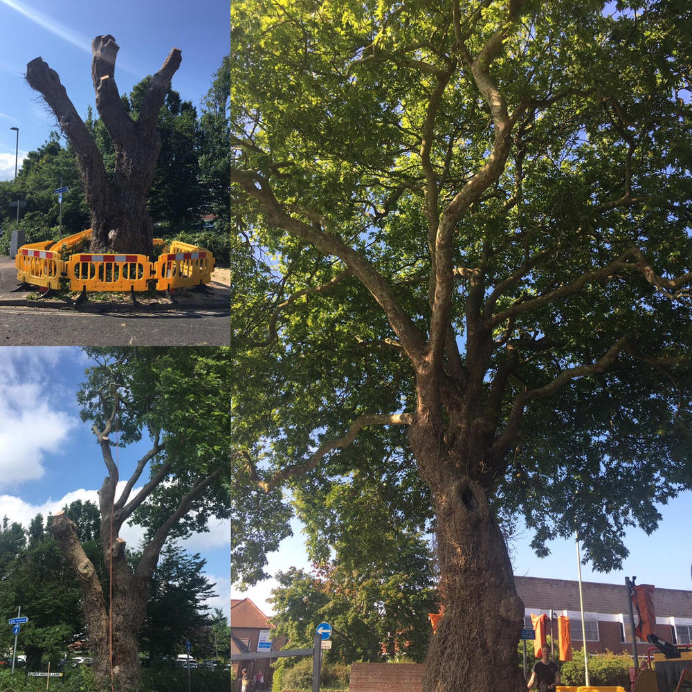Before and after views of a roadside oak reduced to pollard points