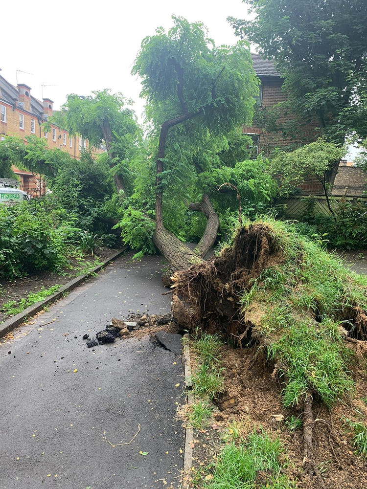 A wind-blown tree lifted out of the ground and lying across a footpath