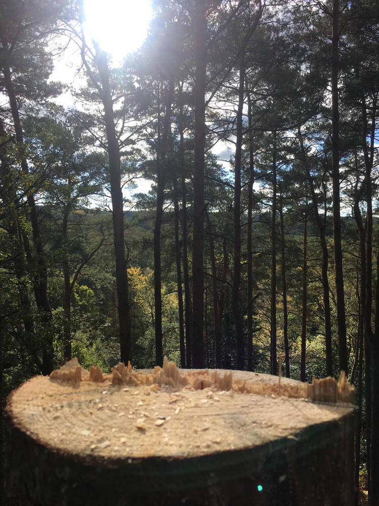 A freshly cut stump in a pine plantation with sun through the trees